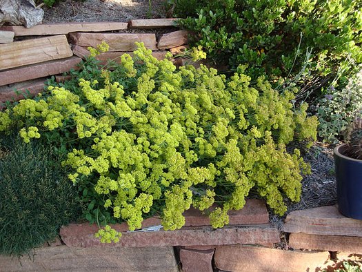 KANNAH CREEK BUCKWHEAT 1gal
