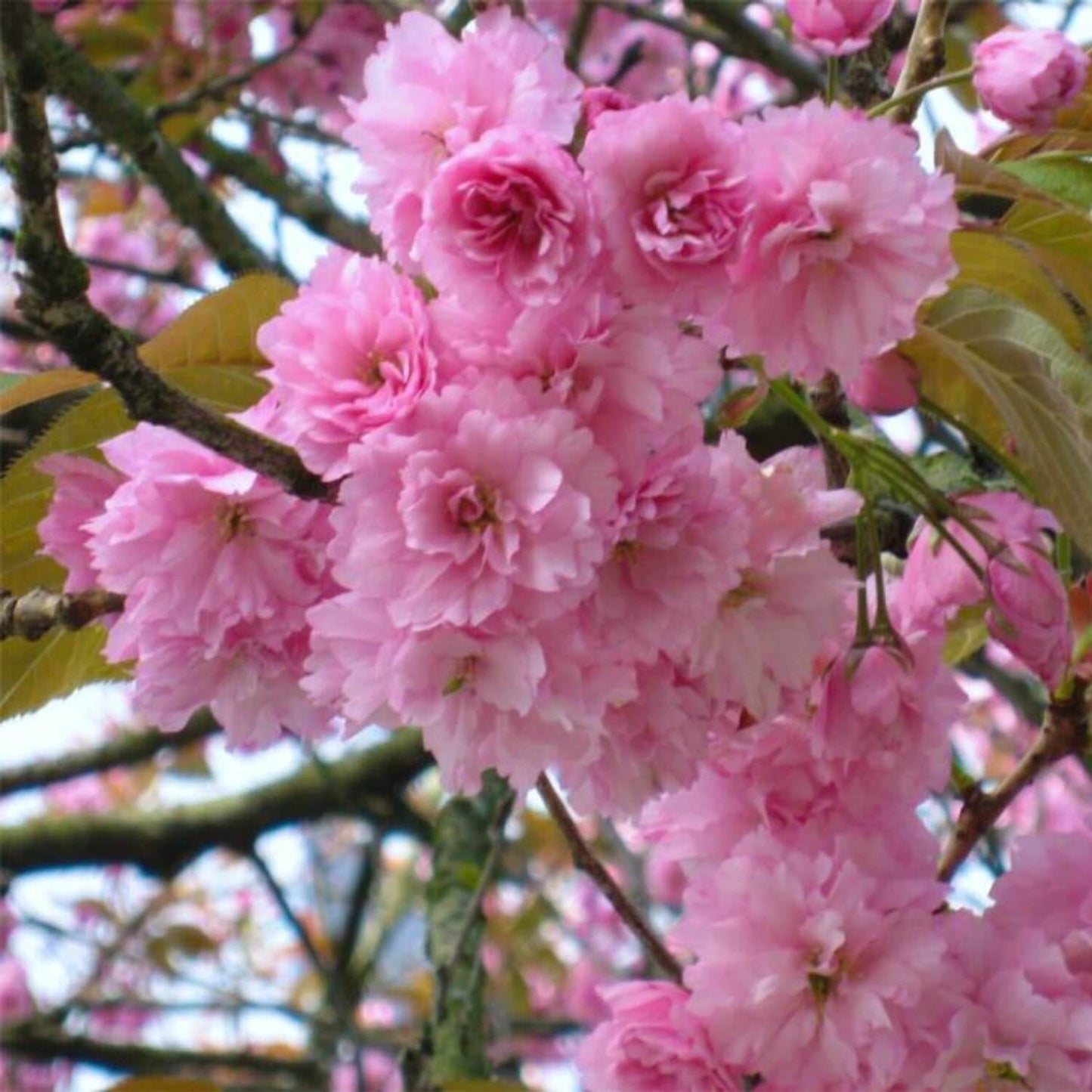 KWANZAN FLOWERING CHERRY TREE 10gal