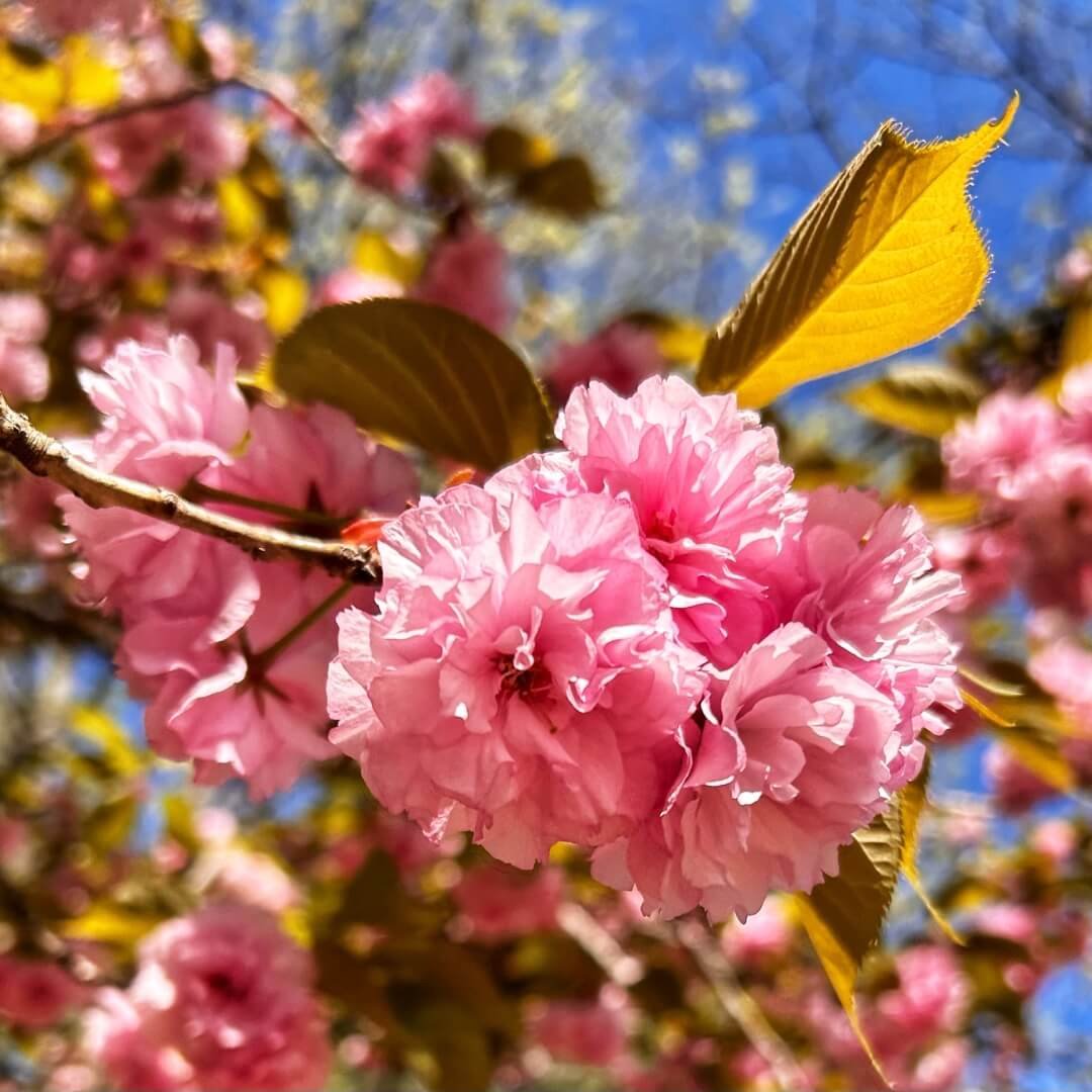 KWANZAN FLOWERING CHERRY TREE 7gal