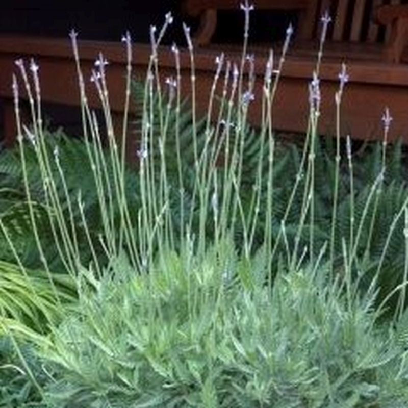 PINNATA LACELAF LAVENDER 1 GAL