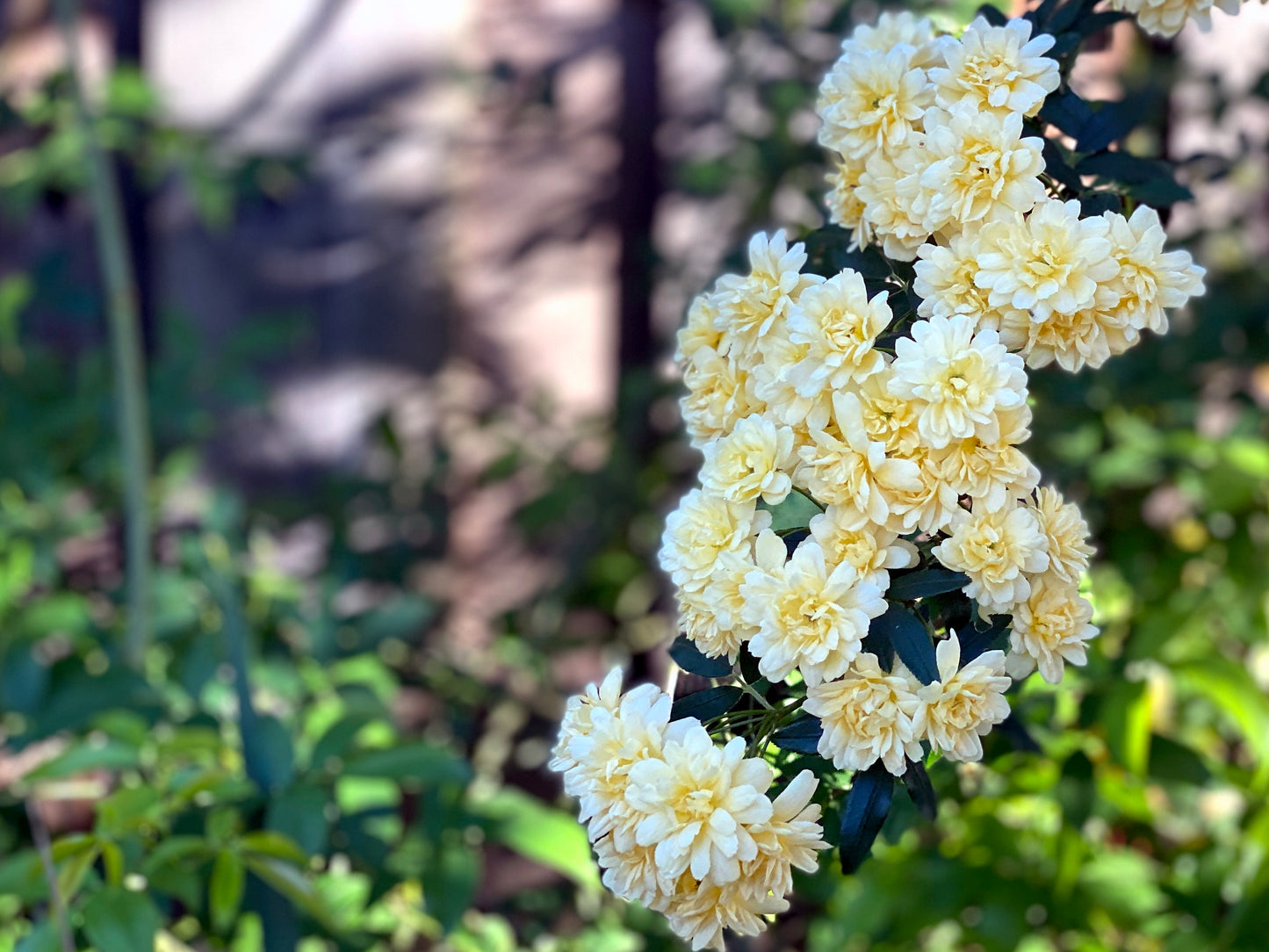 WHITE LADY BANKS CLIMBING ROSE 2gal