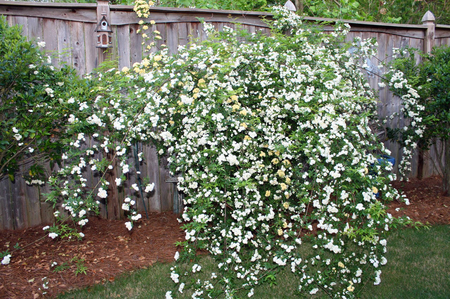 WHITE LADY BANKS CLIMBING ROSE 2gal