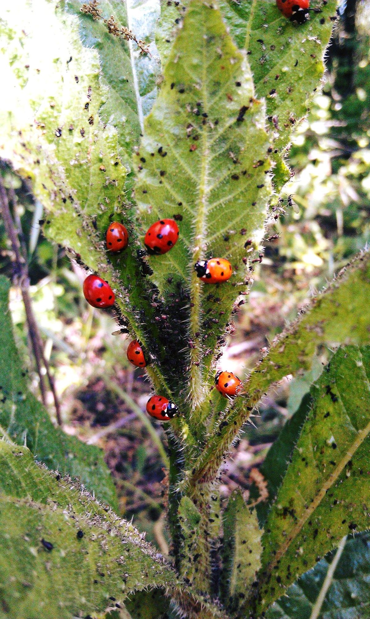LADYBUGS