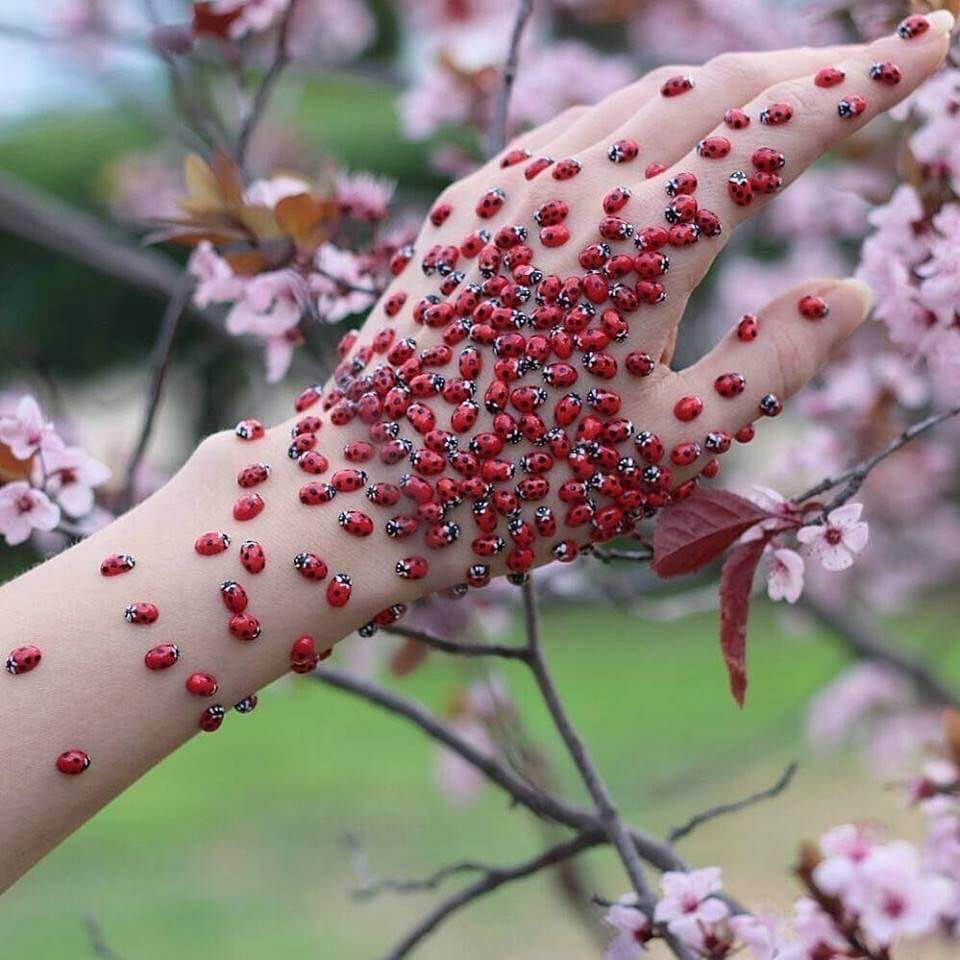 LADYBUGS