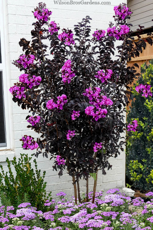 PURELY PURPLE CRAPE MYRTLE 2gal