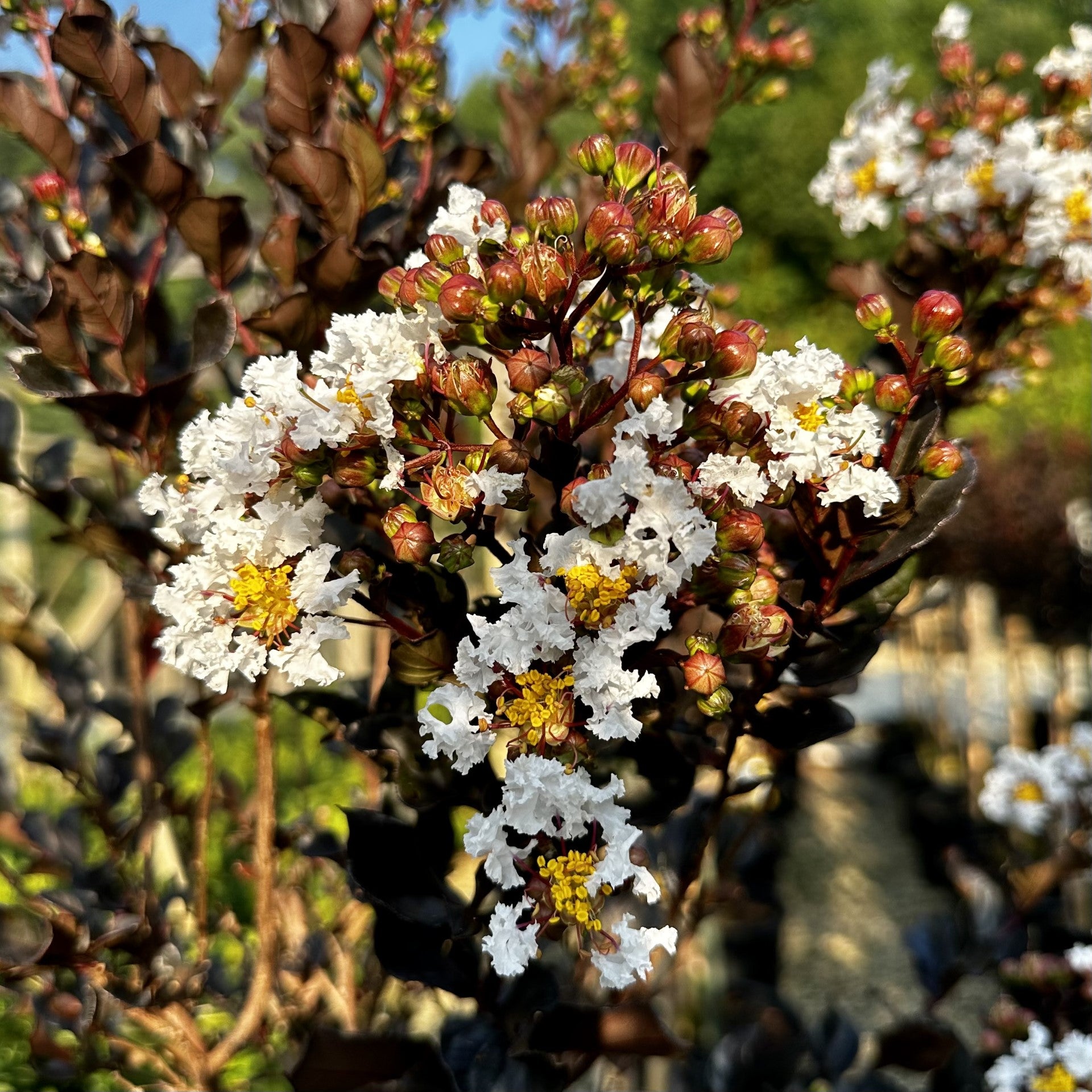 CRAPE MYRTLE SUMMER SYMPHONY – Watters Garden Center