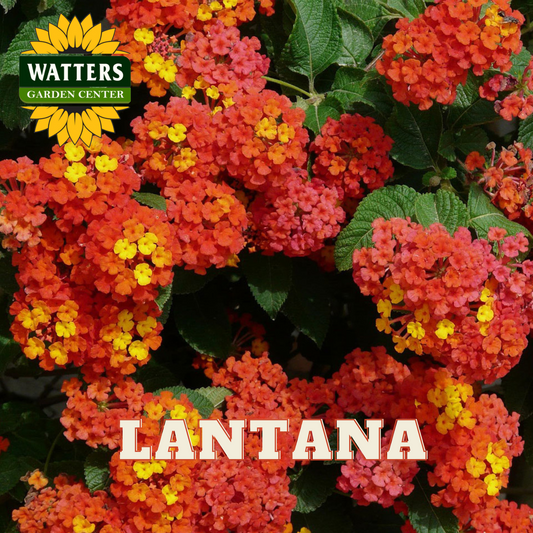 ASSORTED LANTANA 1gal