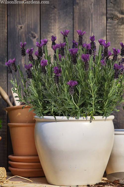 ANOUK PURPLE MEDLEY LAVENDER 1gal