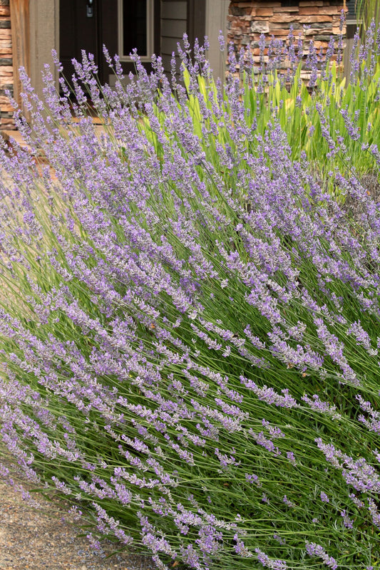 PROVENCE LAVENDER 1gal
