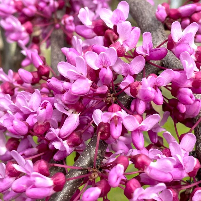 LAVENDER TWIST WEEPING REDBUD TREE 5gal
