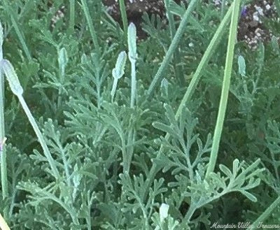 PINNATA LACELAF LAVENDER 1 GAL
