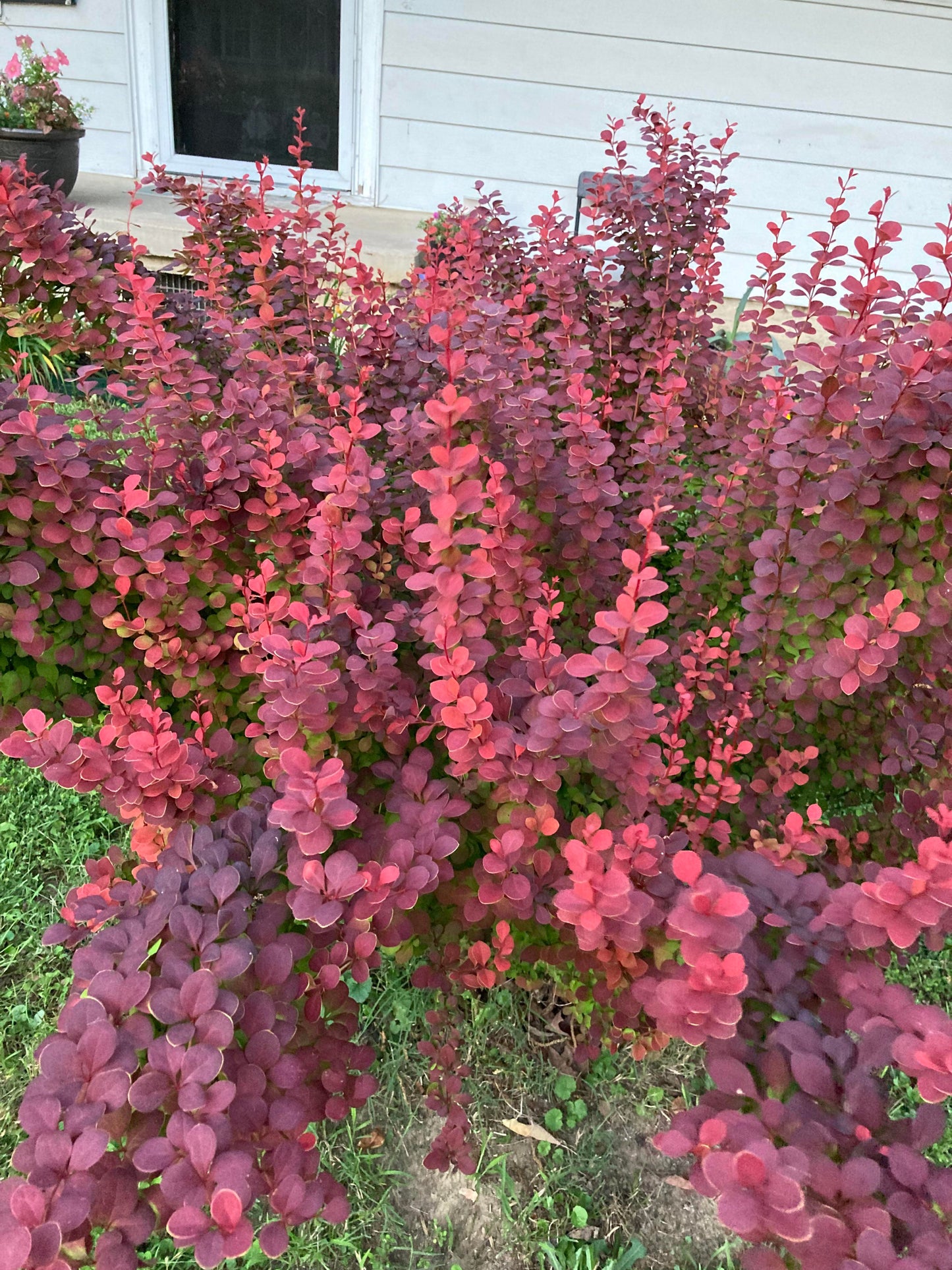 ORANGE TORCH BARBERRY 3gal