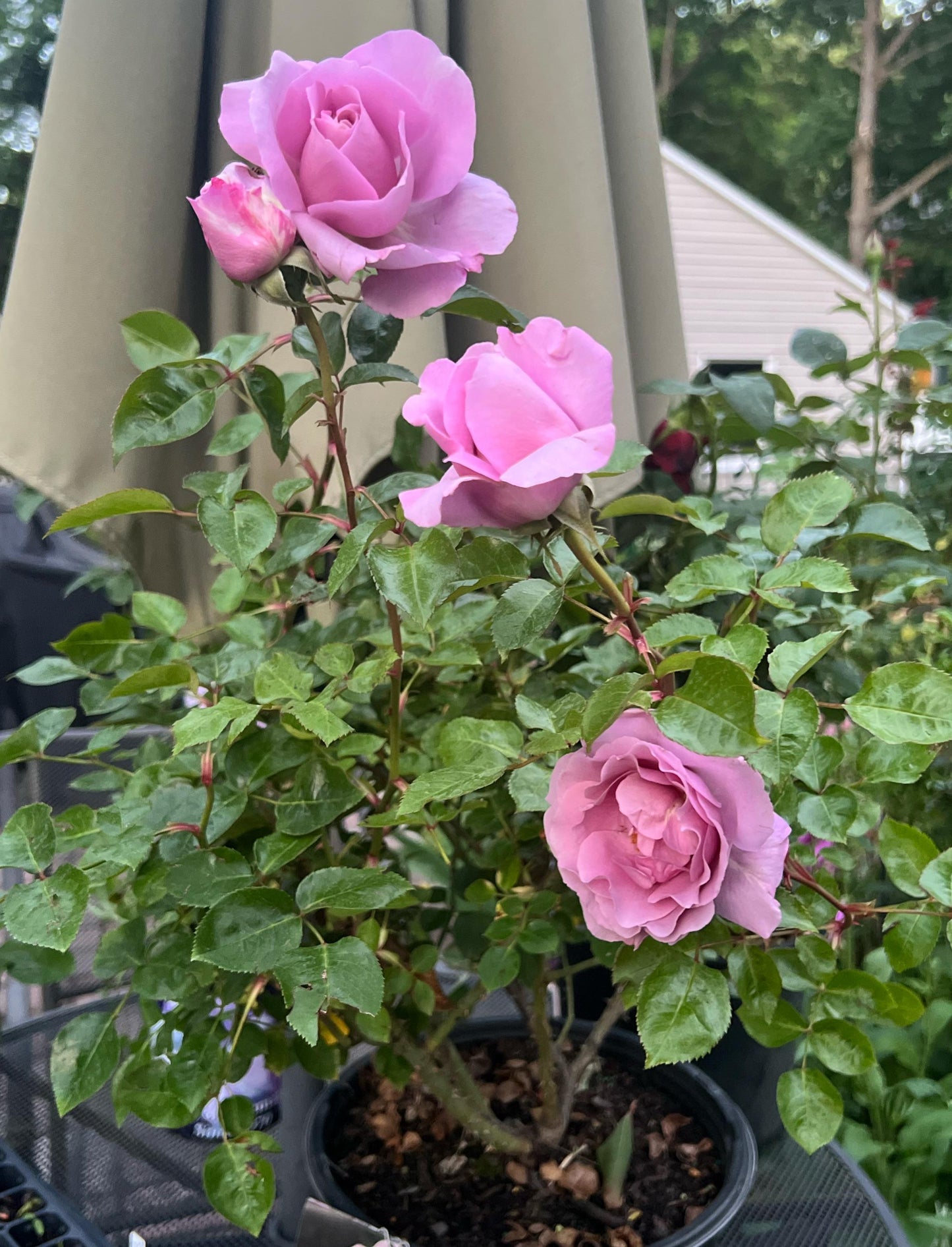 LE PETIT PRINCE ROSE 2gal