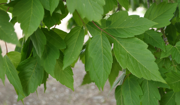 SENSATION BOXELDER MAPLE 15gal