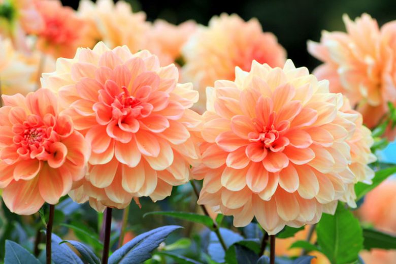 ASSORTED DAHLIAS 1gal