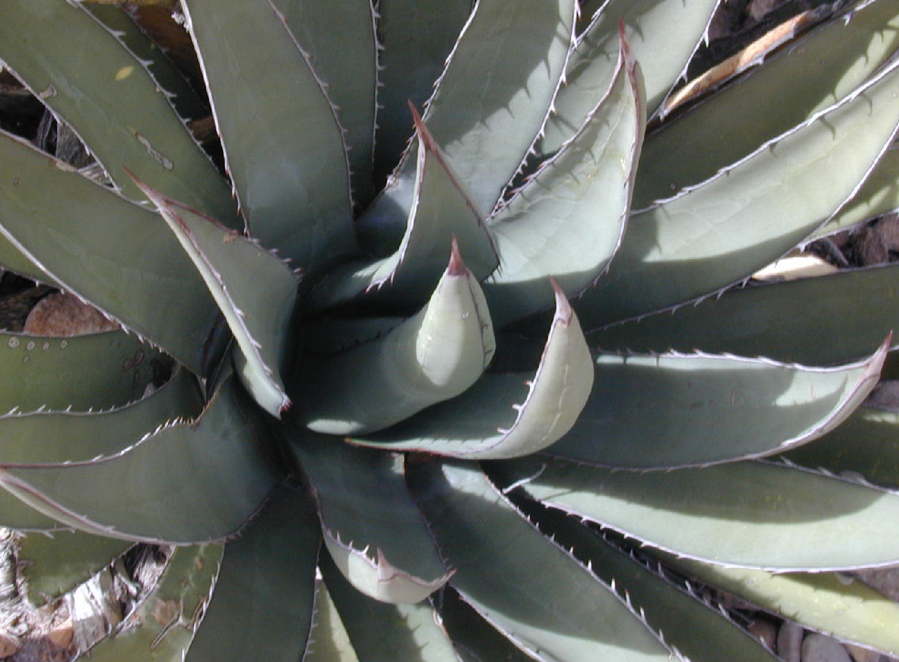 LECHUGUILLA AGAVE 1gal
