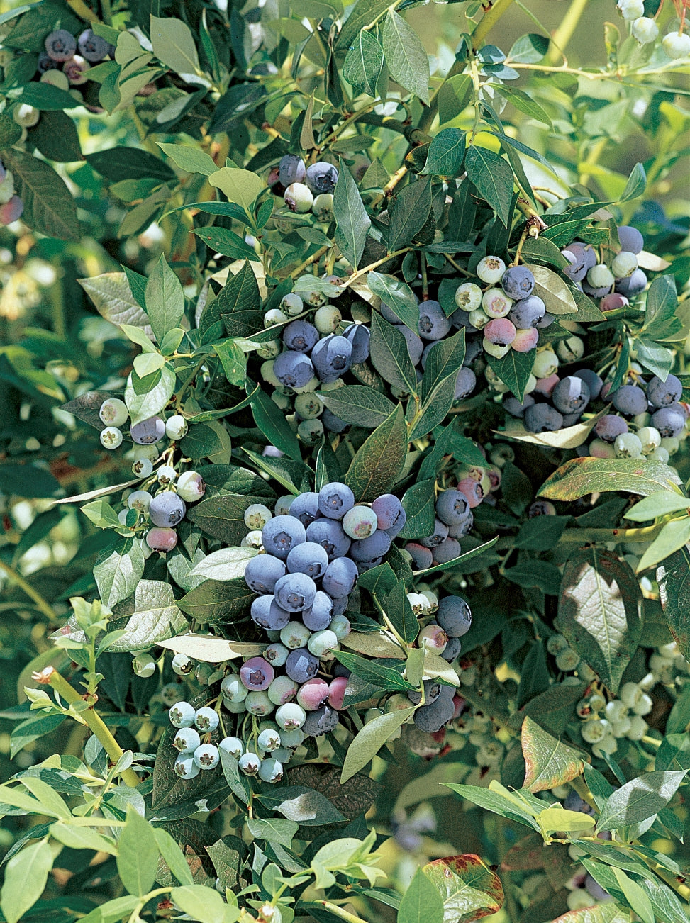 LEGACY BLUEBERRY 6gal