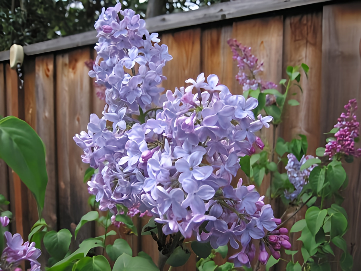 COMMON PURPLE LILAC 3gal