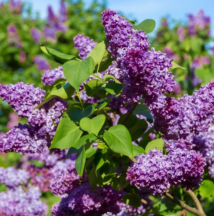 COMMON PURPLE LILAC 3gal