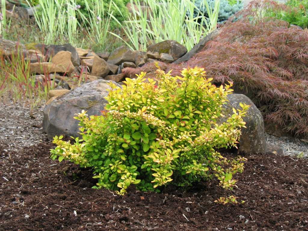 LIMONCELLO  BARBERRY 3gal