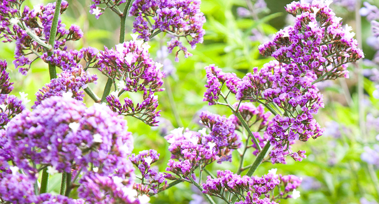 SALT LAKE SEA LAVENDER 2gal