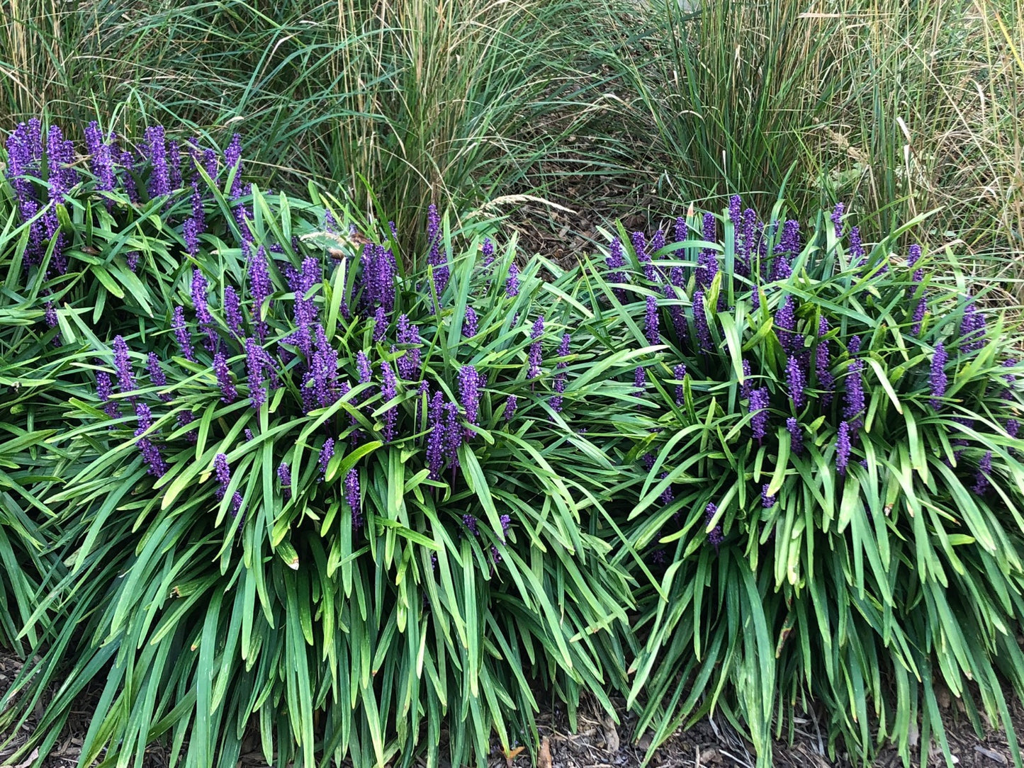 Royal Purple Lily Turf (Liriope M 'Royal Purple') - 1 gallon
