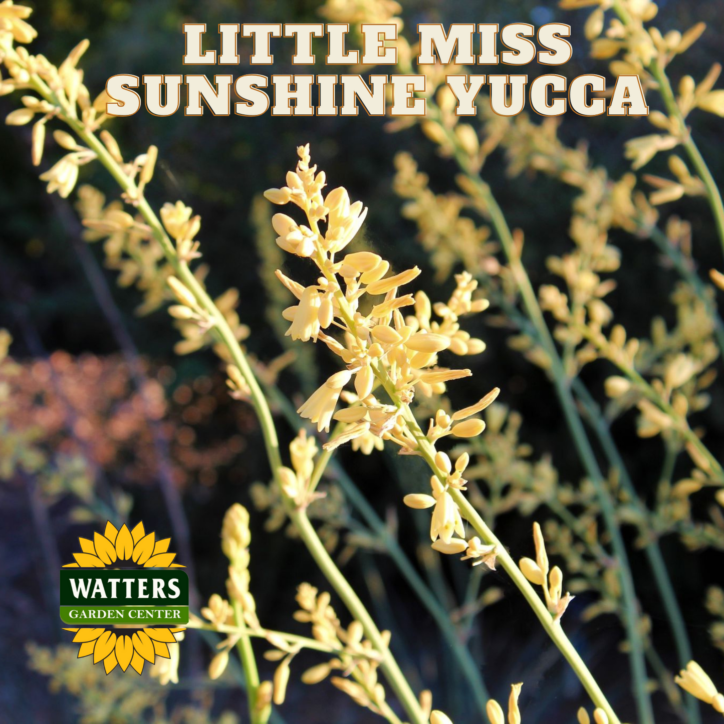 LITTLE MISS SUNSHINE YUCCA
