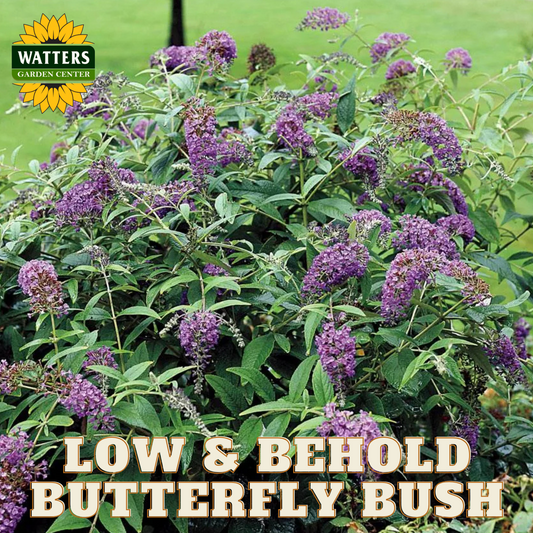 LO & BEHOLD BUTTERFLY BUSH PURPLE HAZE 2gal