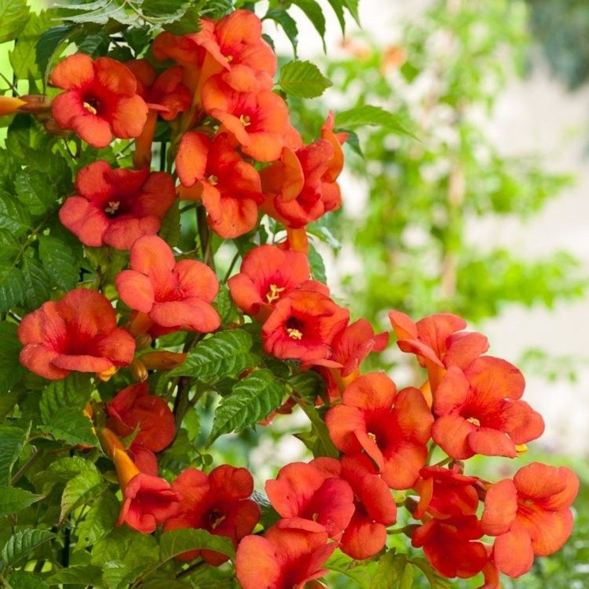 MADAME GALEN TRUMPET VINE 1gal