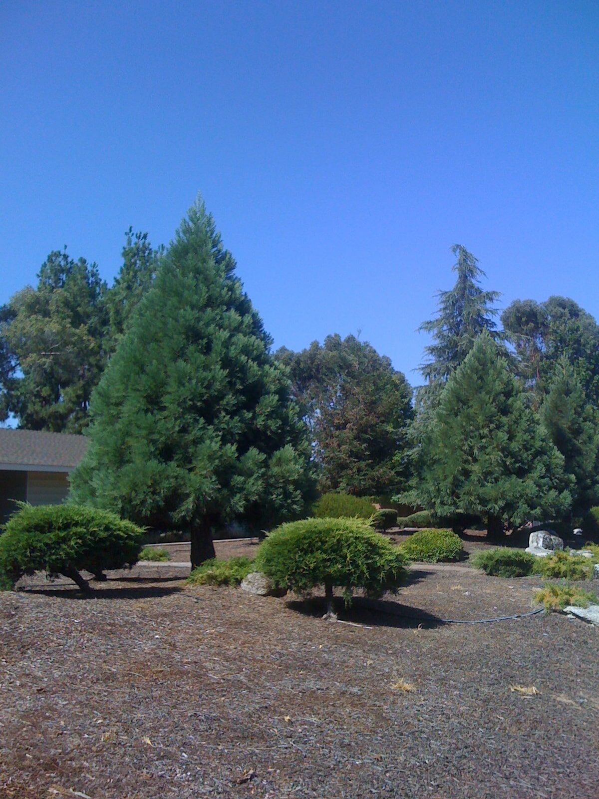 GAINT SEQUOIA TREE 6gal