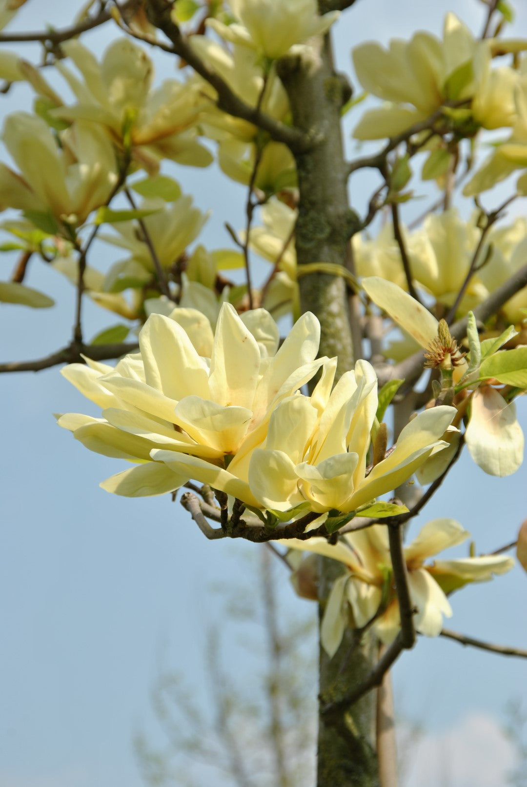 ELIZABETH MAGNOLIA TREE 5gal