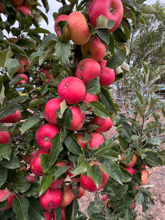FRUITSNACKS SWEET TREAT COLUMNAR APPLE TREE 7gal