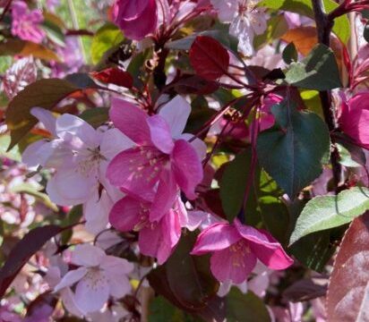 PERFECT PURPLE CRABAPPLE TREE 10gal