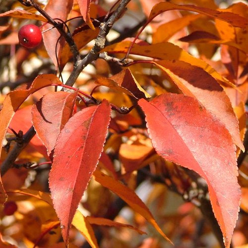 PRAIRIFIRE CRABAPPLE TREE 7gal