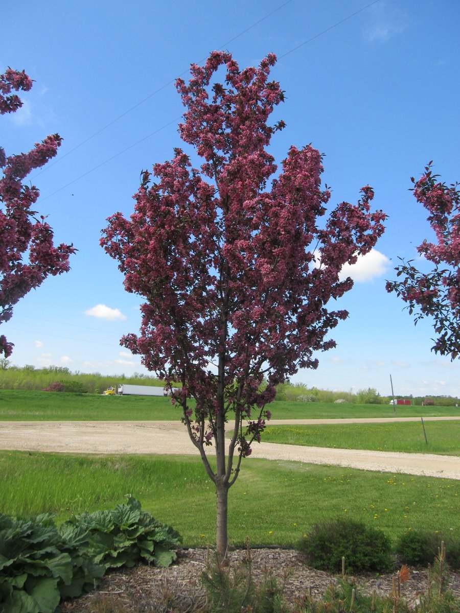 GLADIATOR CRABAPPLE TREE 10gal