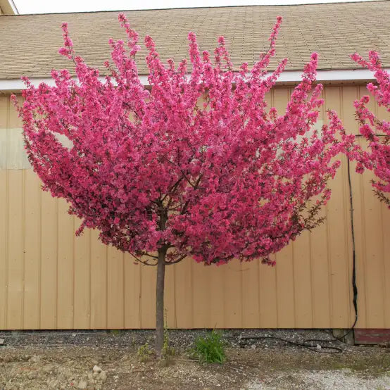 MIDNIGHT EXPRESS REDBUD TREE 10gal