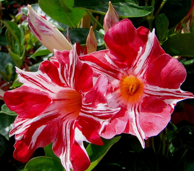 SUN PARASOL MANDEVILLA 12in CACHE