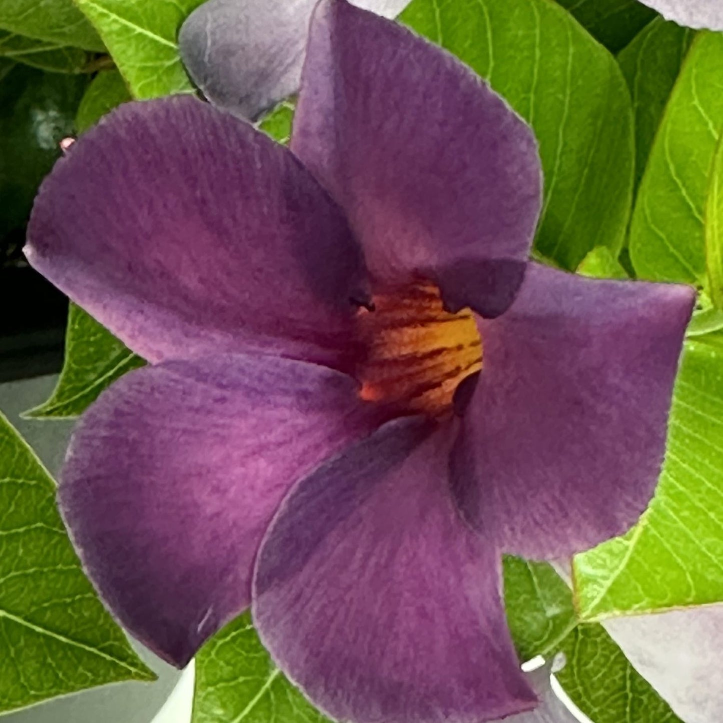 BLUEPHORIA MANDEVILLA 2gal