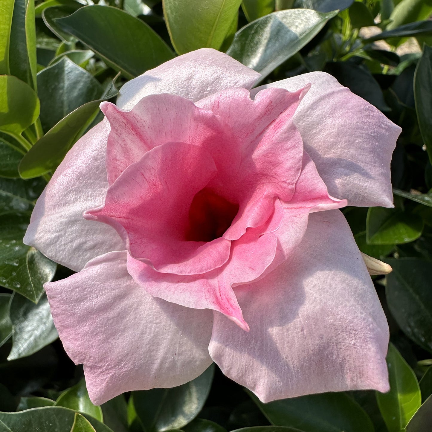 SUN PARASOL DOUBLE PINK MANDEVILLA 1gal