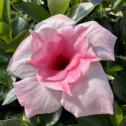 SUN PARASOL DOUBLE PINK MANDEVILLA 1gal