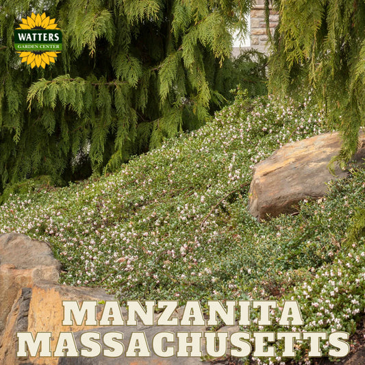 MASSACHUSETTS MANZANITA 1gal