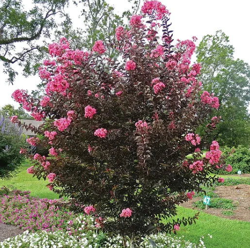 PLUM MAGIC CRAPE MYRTLE 2gal