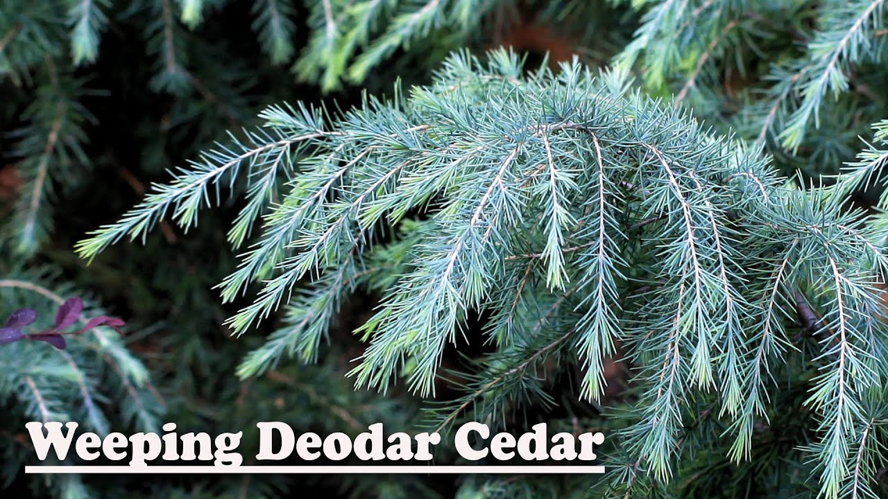 FEELING BLUE WEEPING CEDAR 5gal