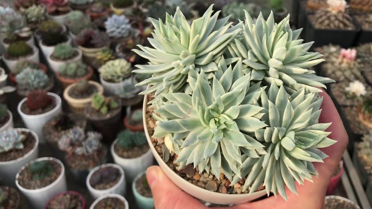 Fanfare Graptoveria