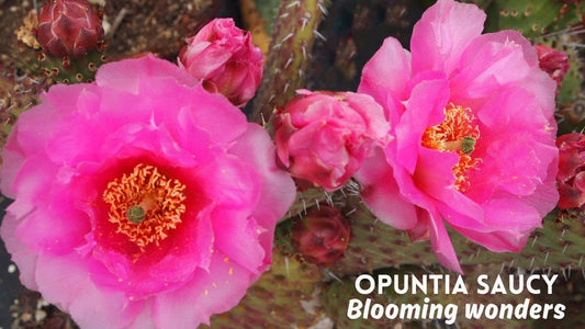 SAUCY PRICKLY PEAR 3GAL