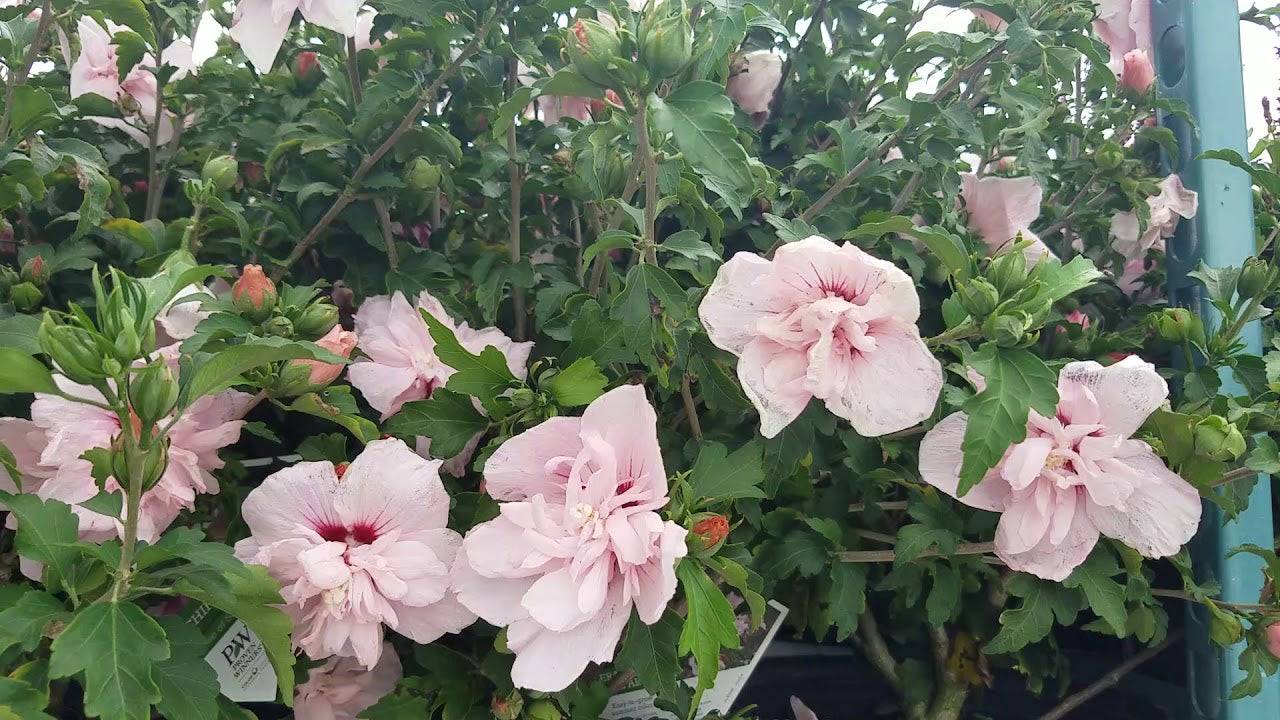 PINK CHIFFON ROSE OF SHARON HIBISCUS 2gal