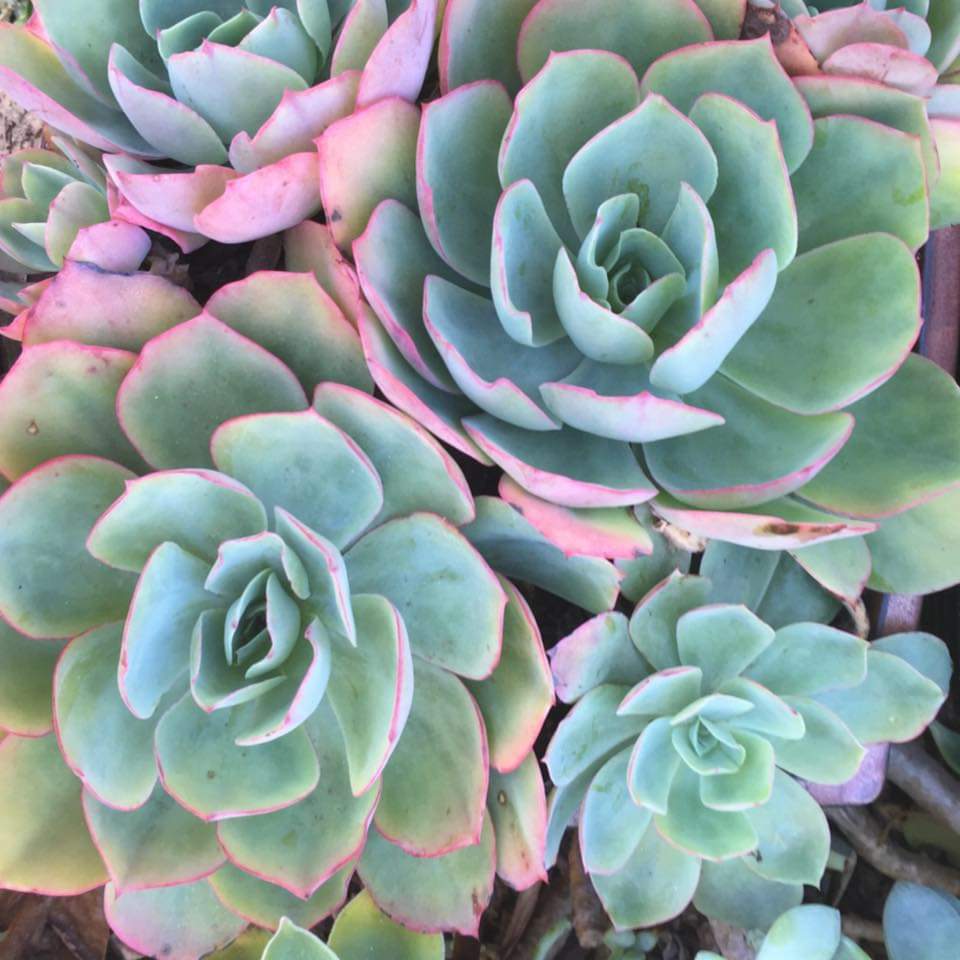 White Rose Echeveria