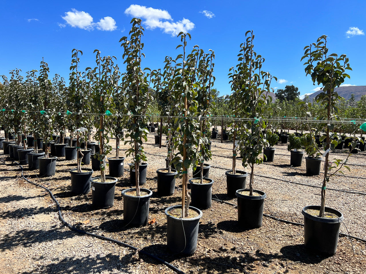 SHINSEIKI ASIAN PEAR 5gal