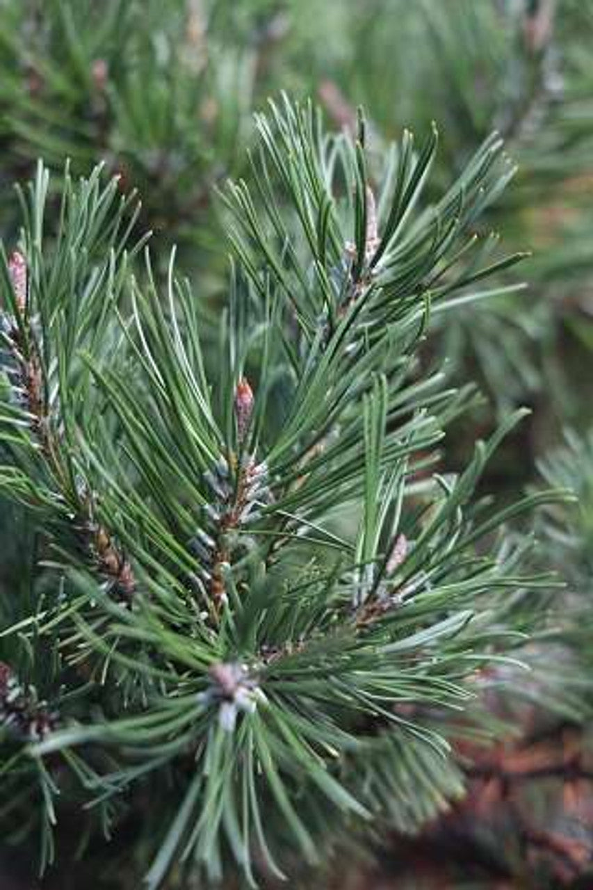SLOWMOUND MUGO PINE 2gal