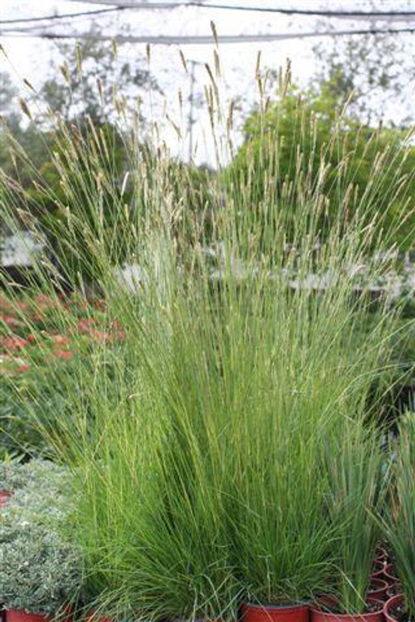 SLENDER SVELT GRASS 1GAL